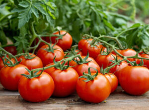 Read more about the article Pickling tomato seedlings. More pros than cons